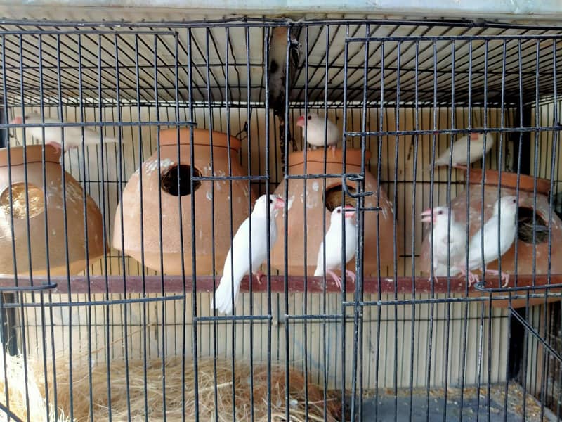 First breed java on reasonable price. 2