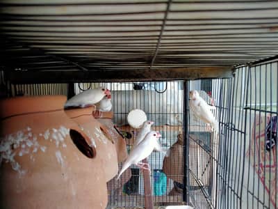 parblue lovebirds, java, visual rainbow budgie, cream red eye budgie.