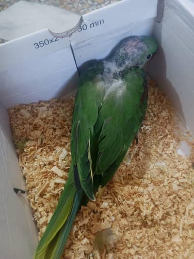male raw chick tame k liy best hai full cover thy ha full jumbo size