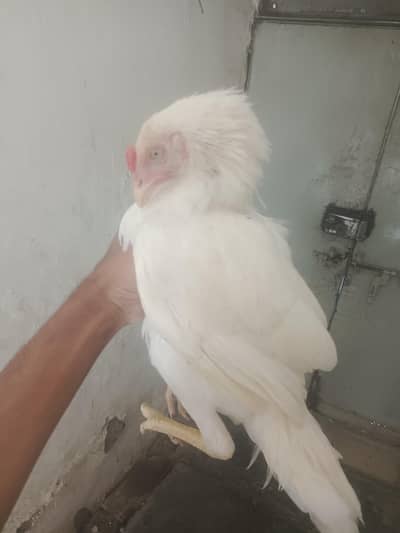 White aseel