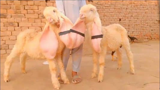 Pure Kakka pair for Sale