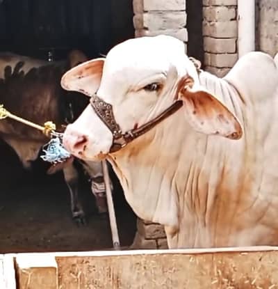 Gulaabi ablak cholsitani full nasal wala