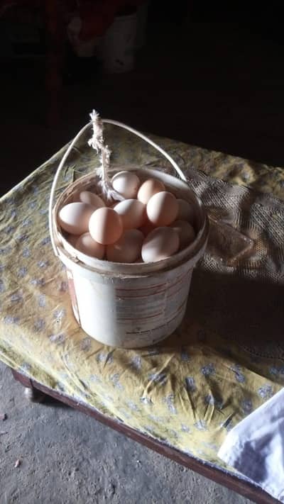 Desi Eggs