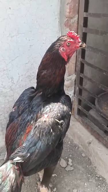aseel chicks |pakistani aseel | ustad basheer purbana bloodline chicks