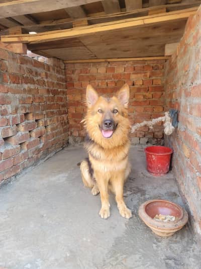 gremen sherfed female dog in half pregnancy