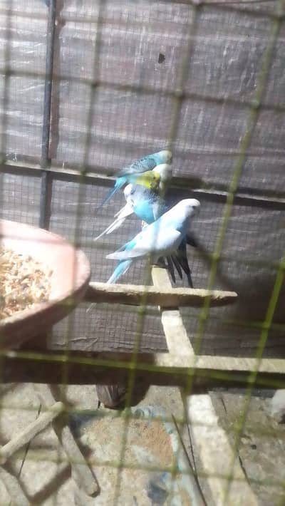 astralian parrots