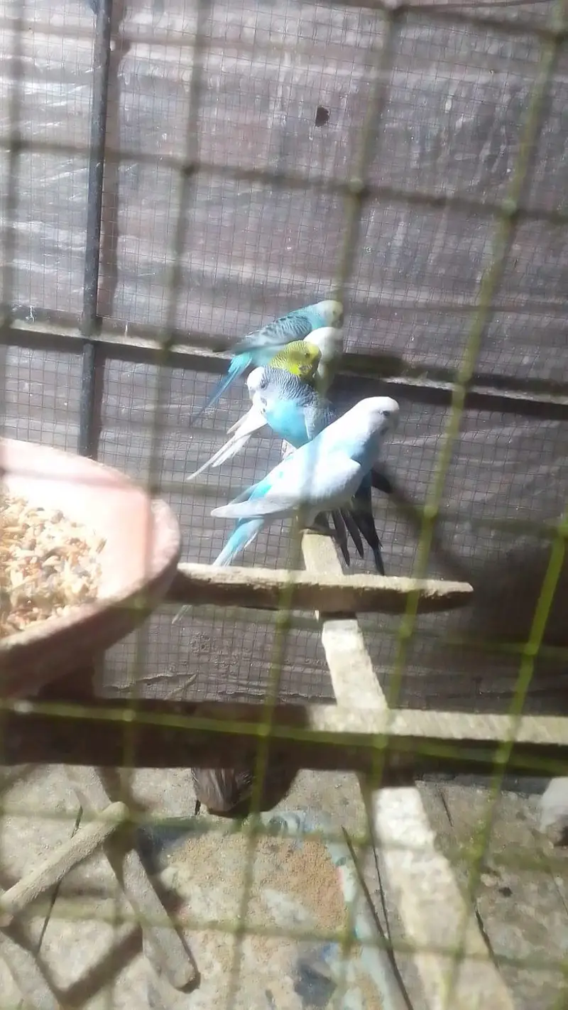 astralian parrots