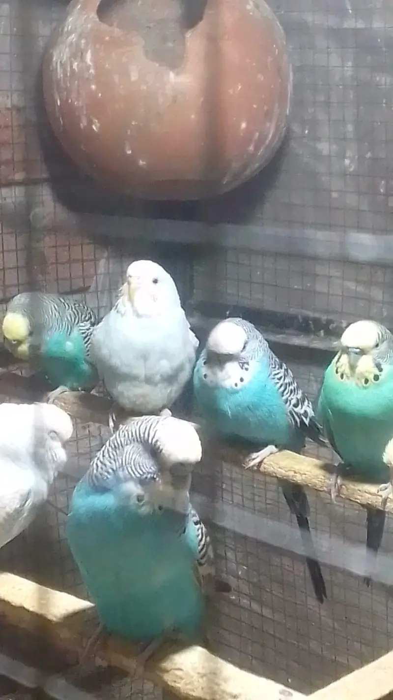 astralian parrots — photo 2