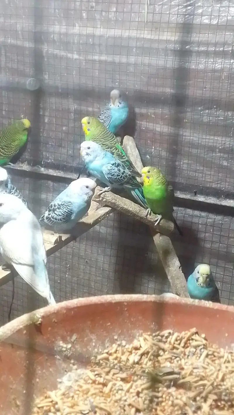 astralian parrots — photo 3