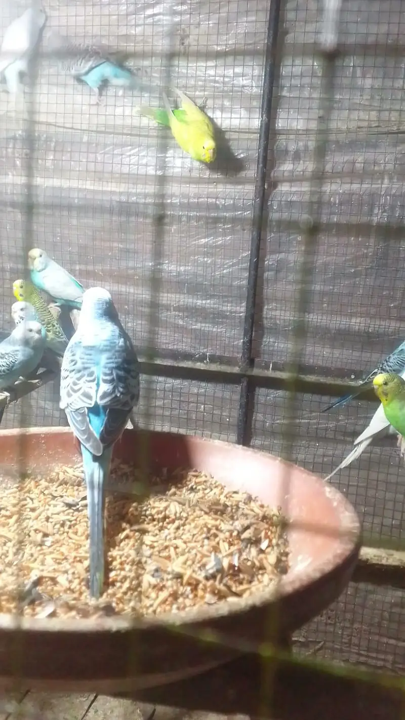 astralian parrots — photo 5