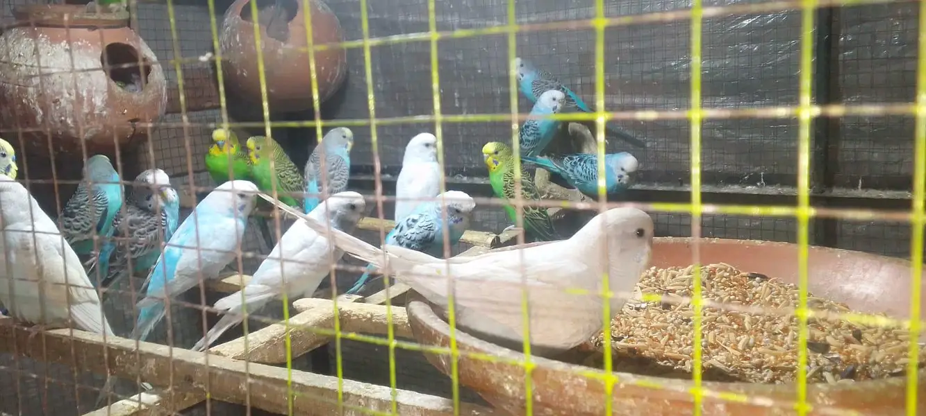 astralian parrots — photo 7
