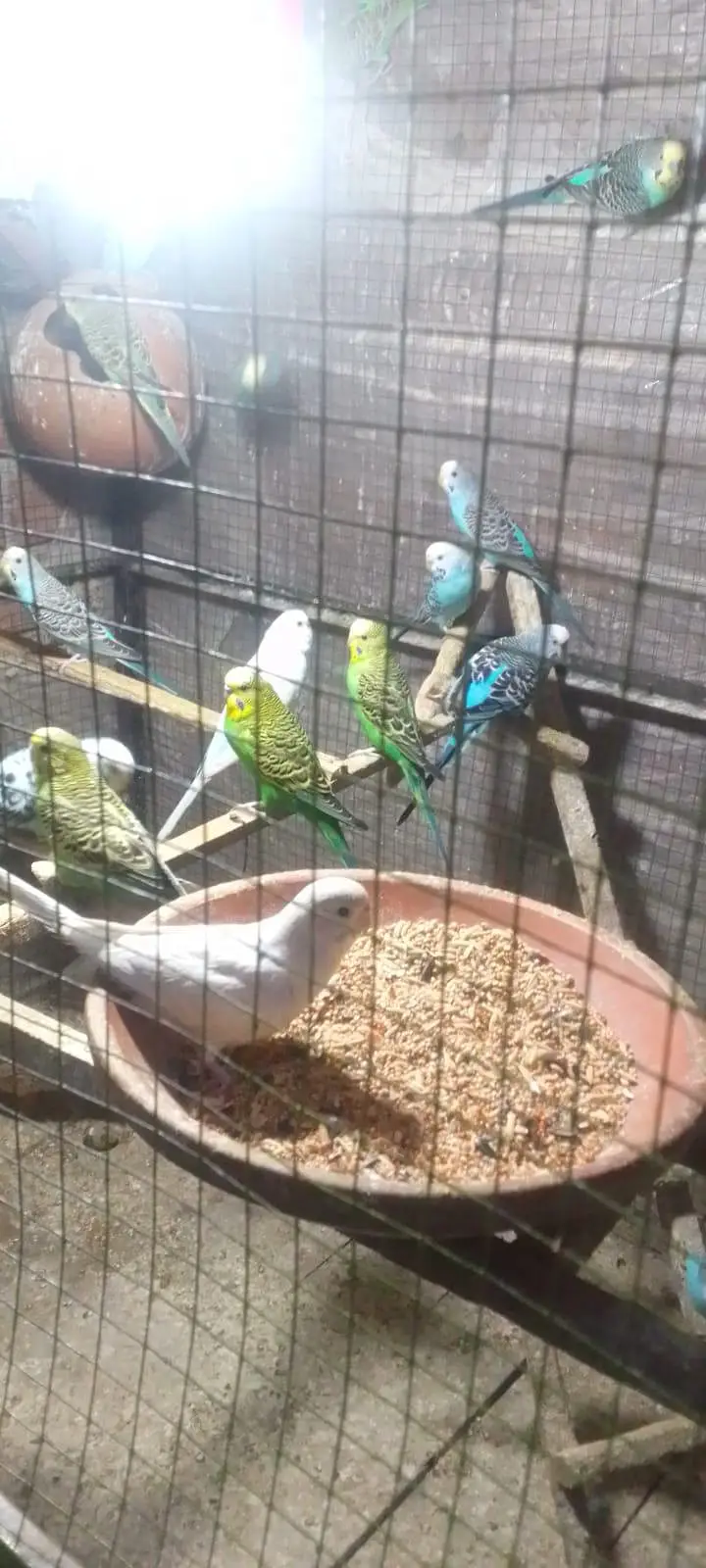 astralian parrots — photo 8