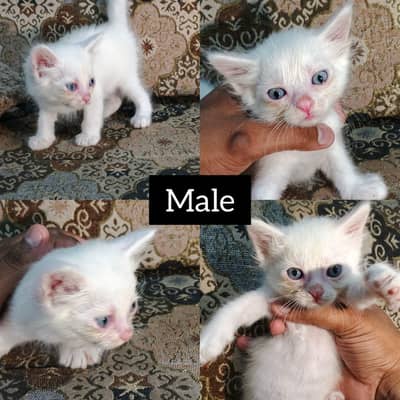 Persian Kittens for Sale. 18k each one