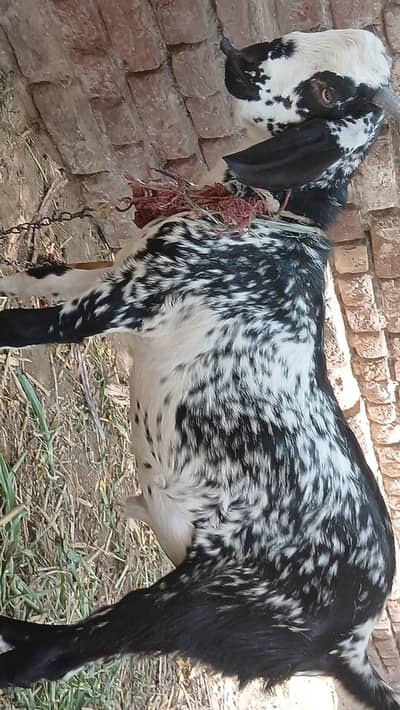 "30kg healthy doghlaa Bakra for Sale in 90JB Tharoo – Qurbani Bakra"
