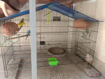 Cage with parrots