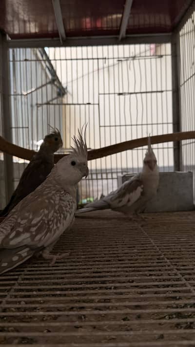 Cocktail Granted breeder pair