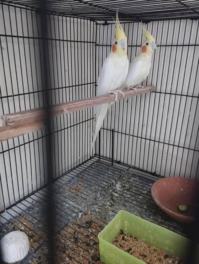 cocktail breeder pair