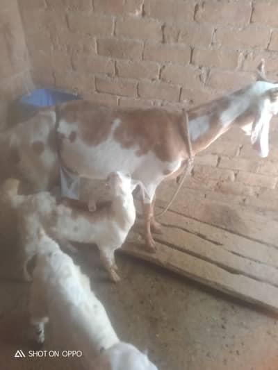 goat with male female