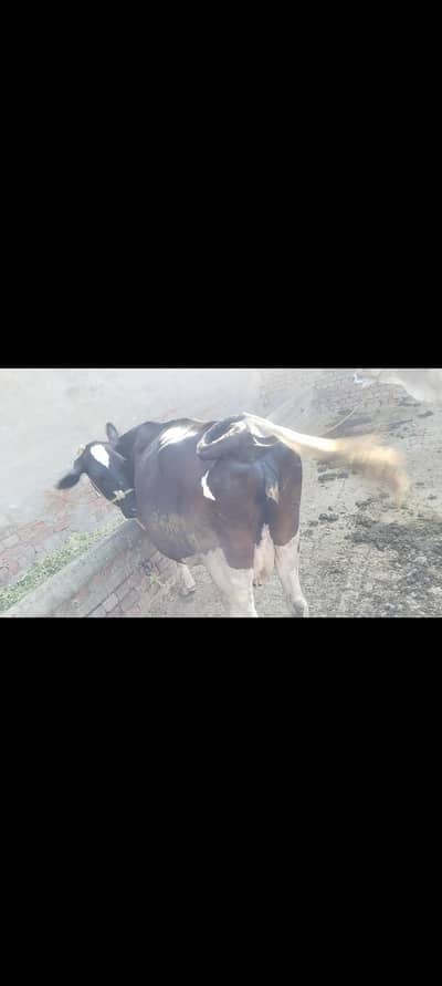 cross cow