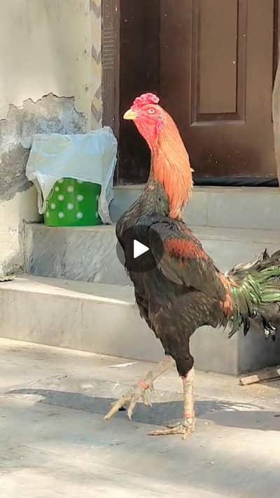 Pakistani Aseel Male With 2 Egg Laying Females