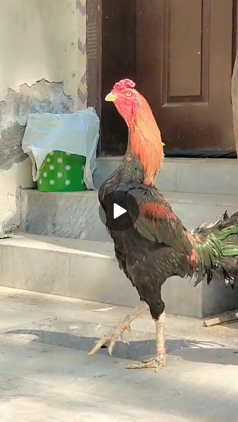 Pakistani Aseel Male With 2 Egg Laying Females