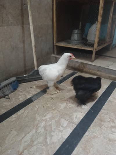 bantam silkies aseel golden heavy buff