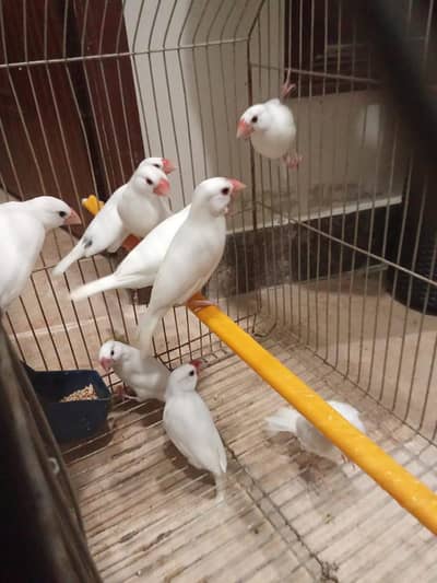 Jawa birds