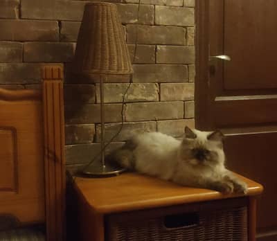 Extremely loving and playful himalayan female kitten