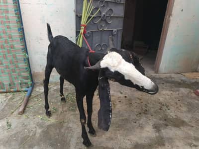 bakar for sale