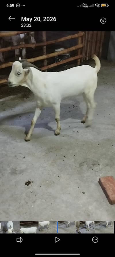 tedda Bakra