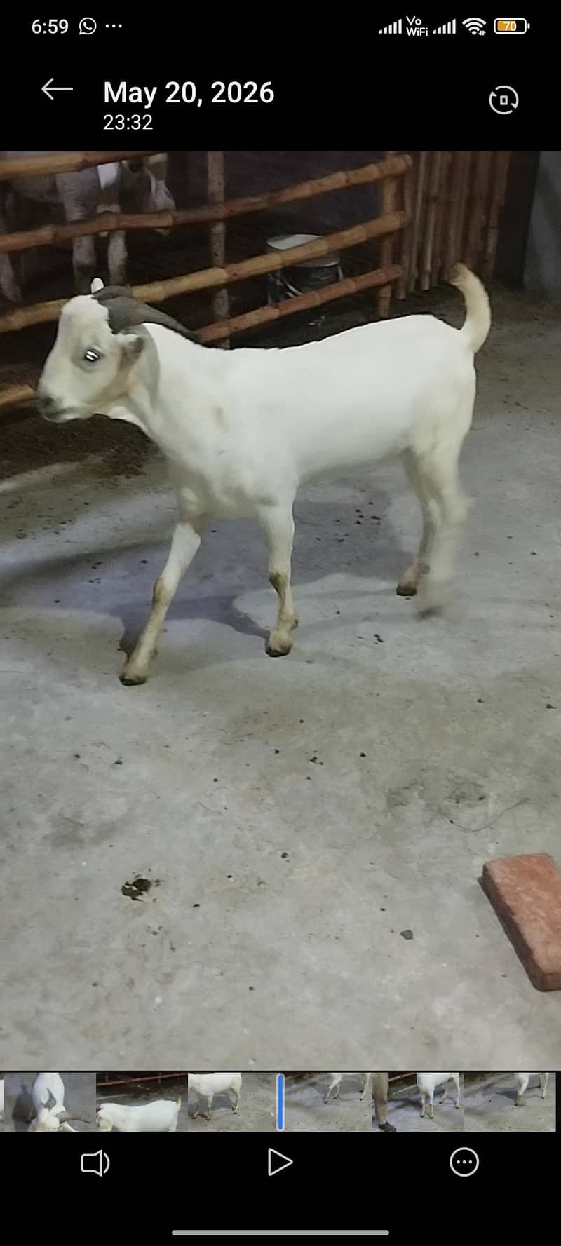 tedda Bakra 0