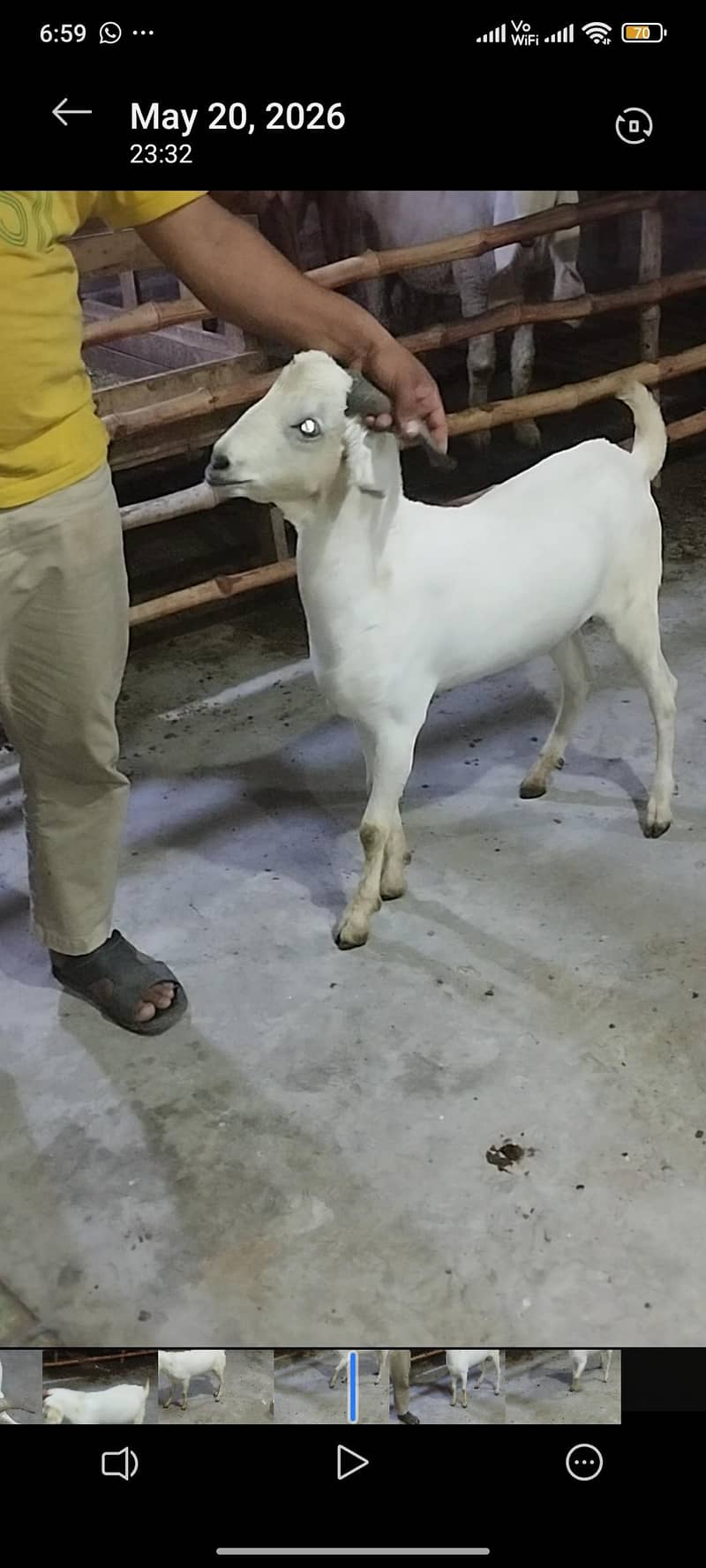 tedda Bakra 1