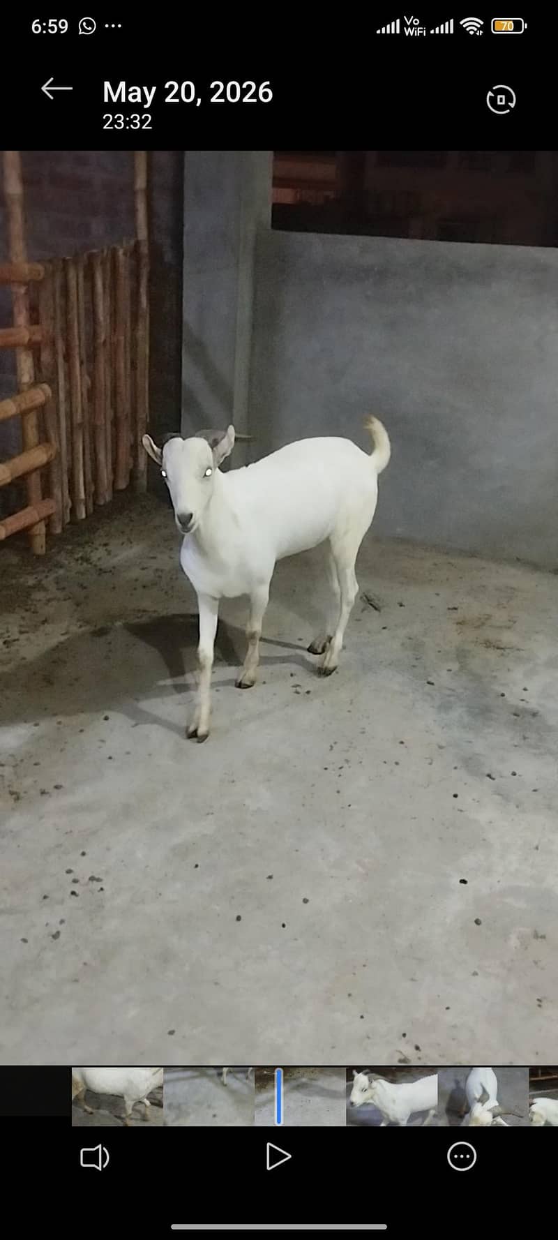 tedda Bakra 3