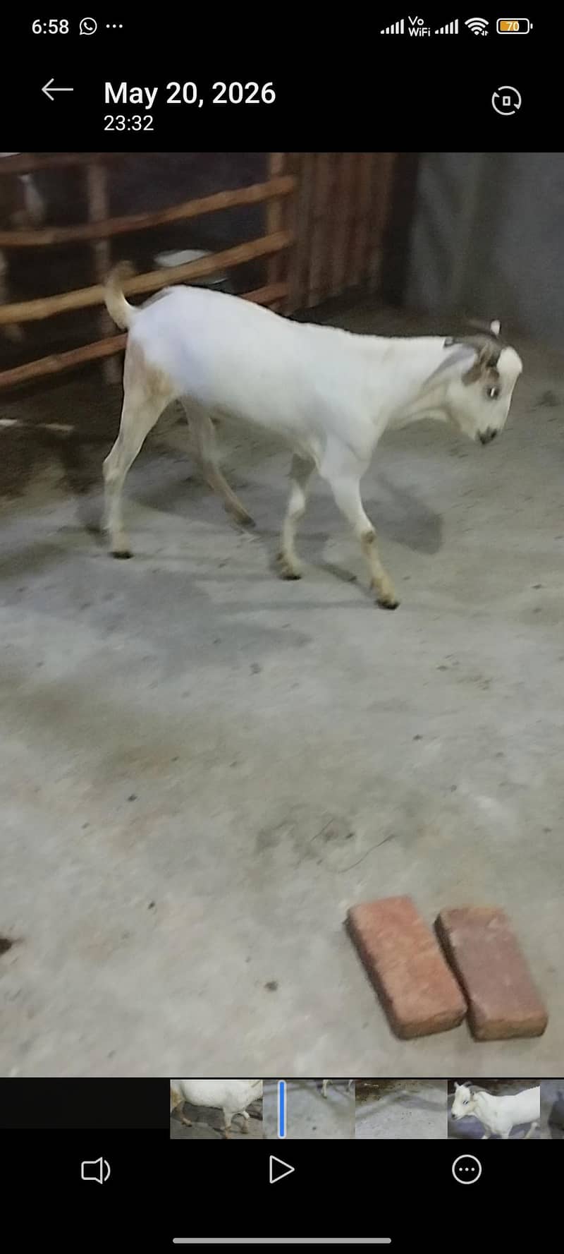 tedda Bakra 4