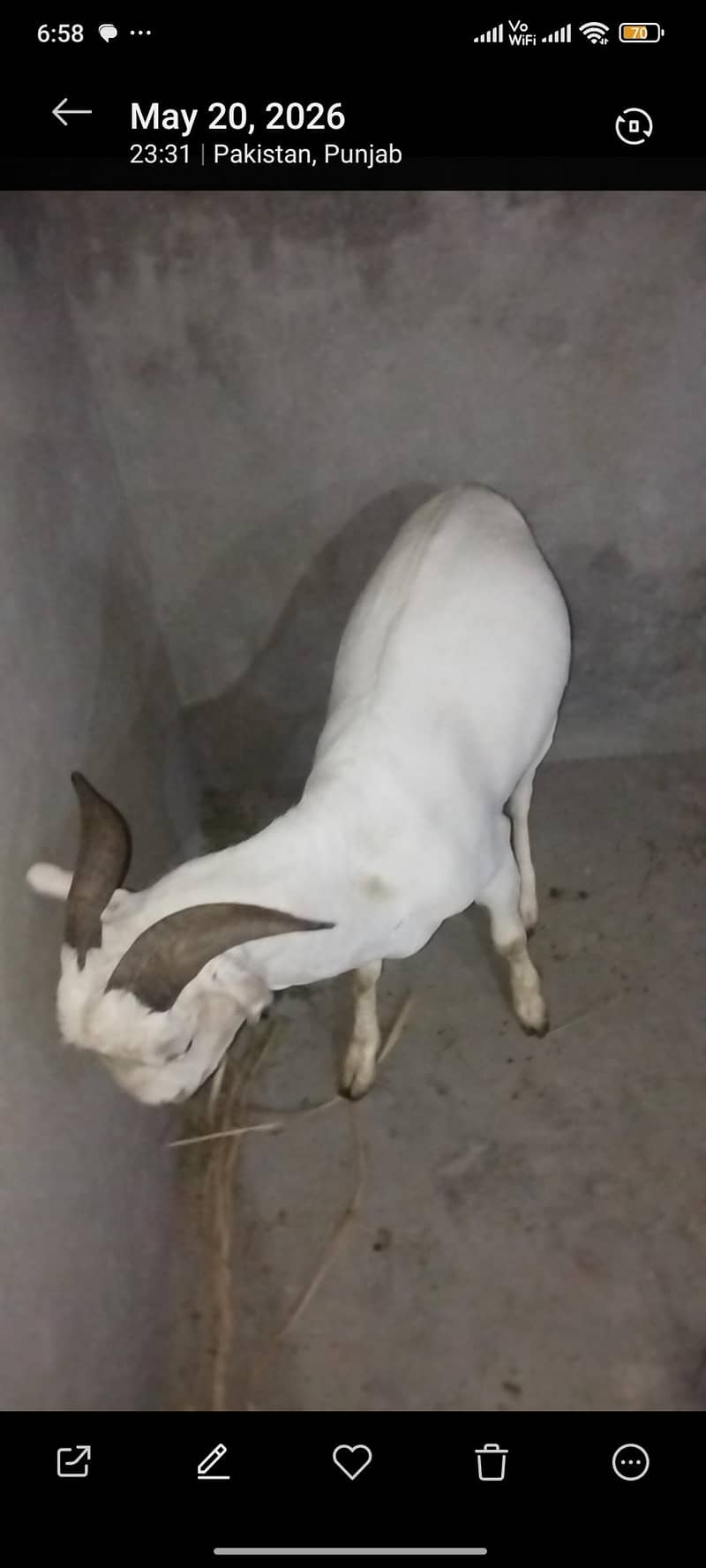 tedda Bakra 5
