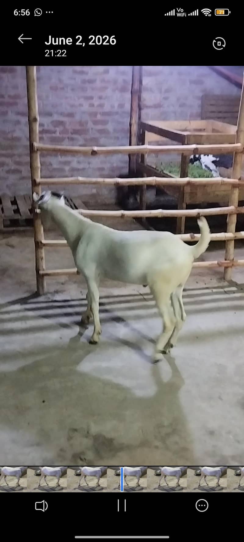 tedda Bakra 6