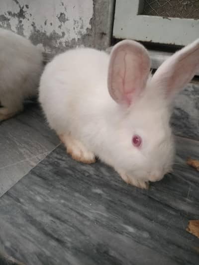 Rabbits Pair For Sale