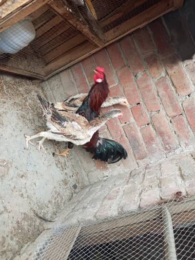 2 Female and 1 male