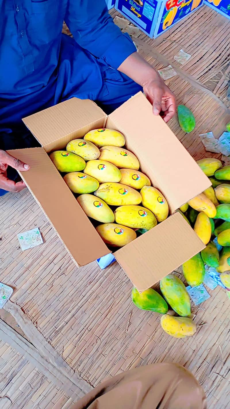 Multani Mangoes 1