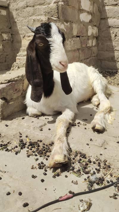 kamora cross bacha