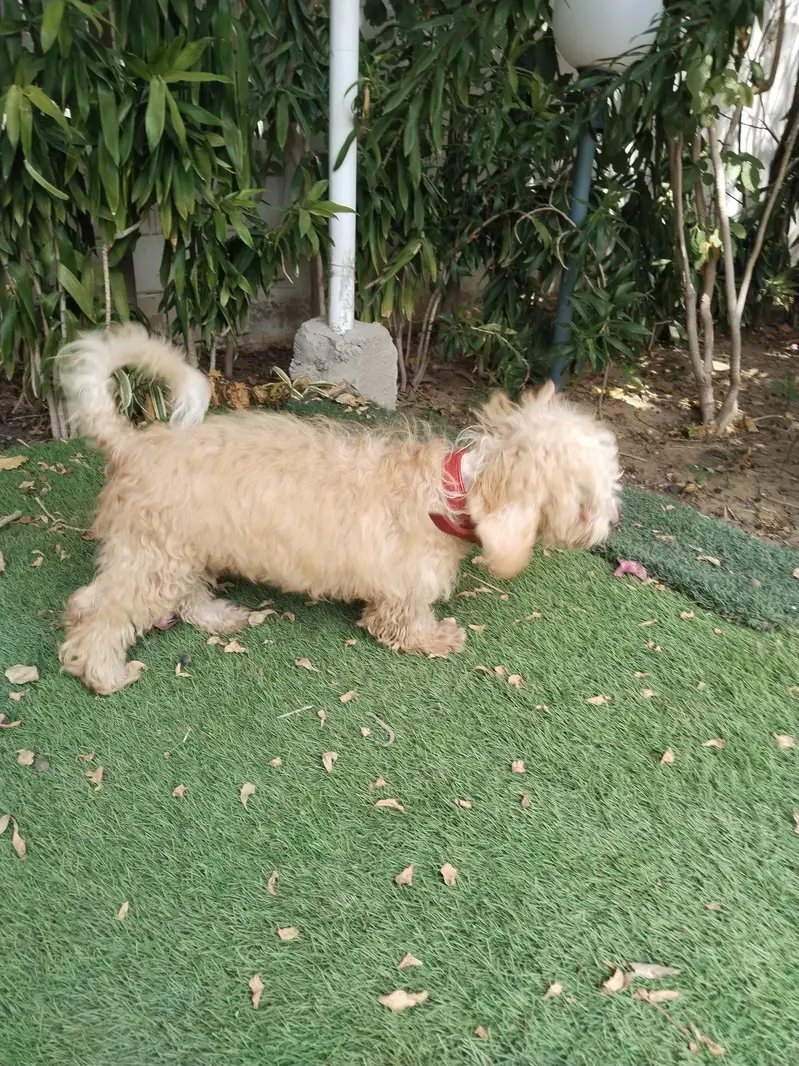 Poodle