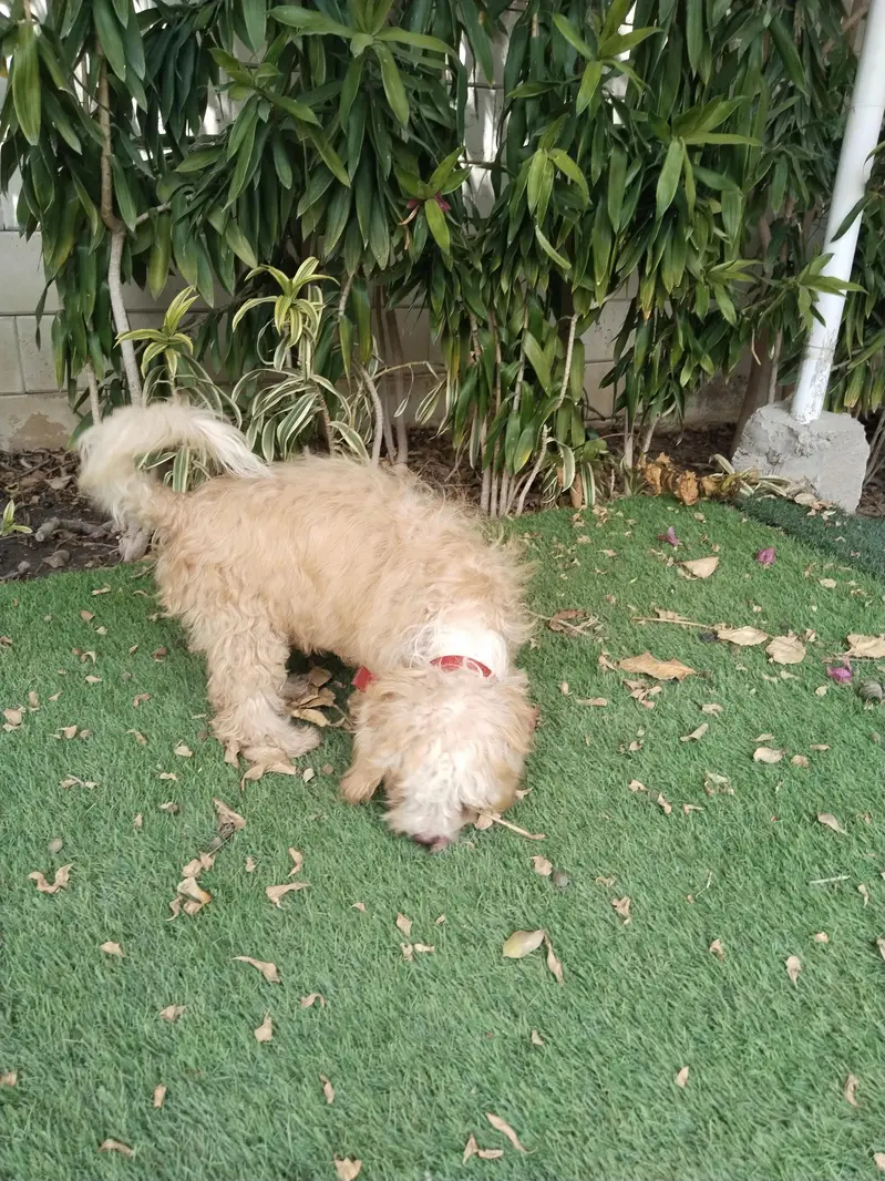 Poodle — photo 2