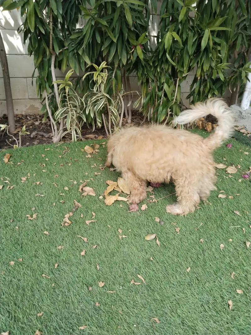 Poodle — photo 3
