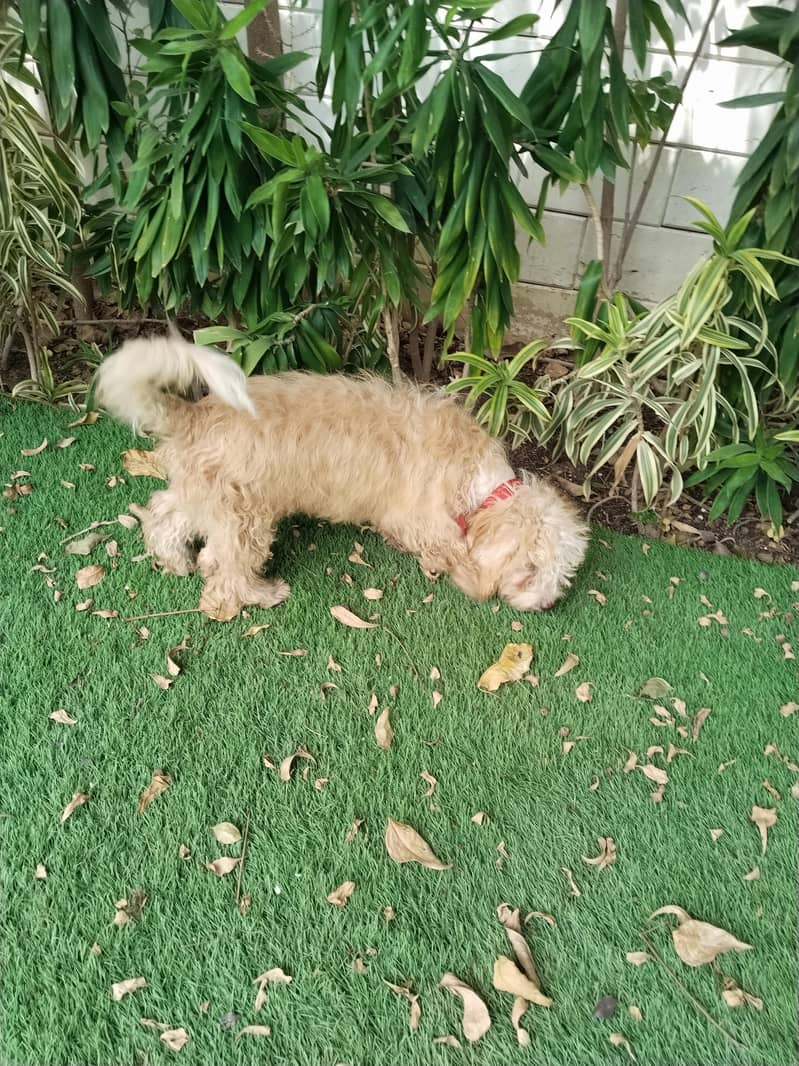 Poodle 3