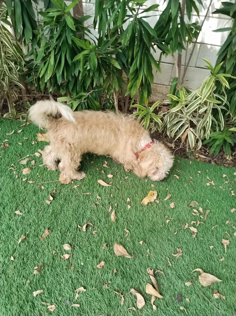 Poodle — photo 4