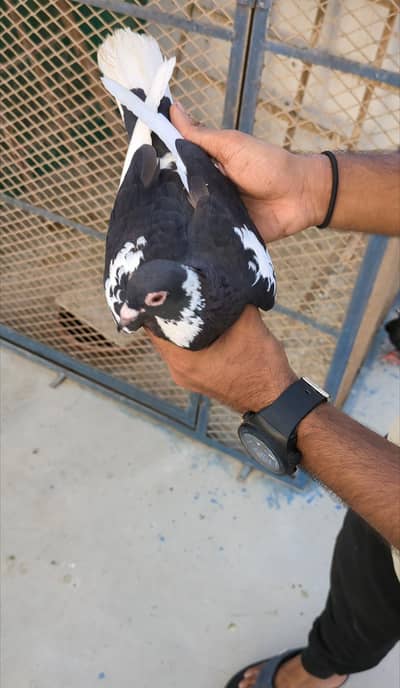 Female for sale
