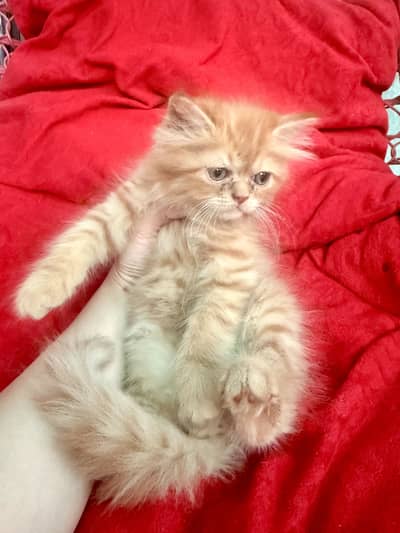 Pure Persian Kittens Pair (45 Days Old) For Sale⁠