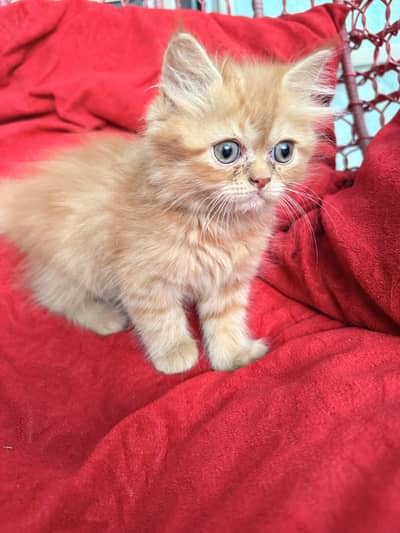 Kittens | Persian Kittens | Triple Coated  Piki Face Persian Kittens