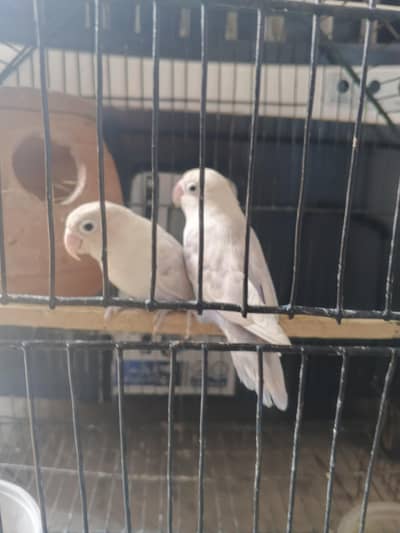 love bird breeder pair pastel blue split ino