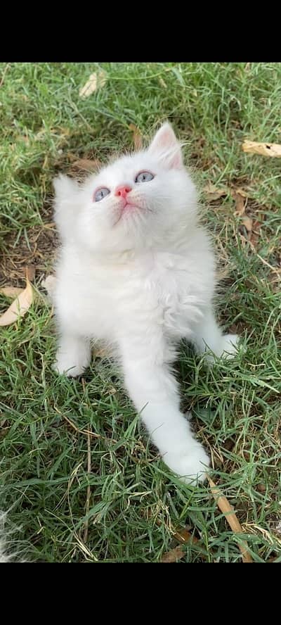 kitten for sale